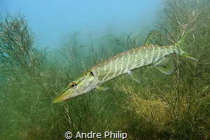 "Junior" - Young pike in a german lake by Andre Philip 